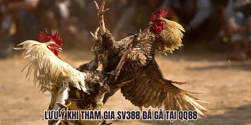 SV388 Đá Gà QQ88 - Sảnh Chọi Kê Trực Tuyến Siêu Hấp Dẫn 6 Lưu ý khi tham gia SV388 Đá Gà tại QQ88